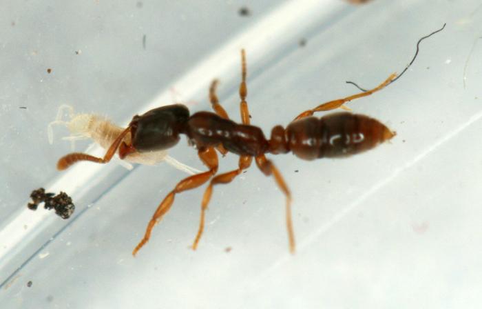 охотница с добычей