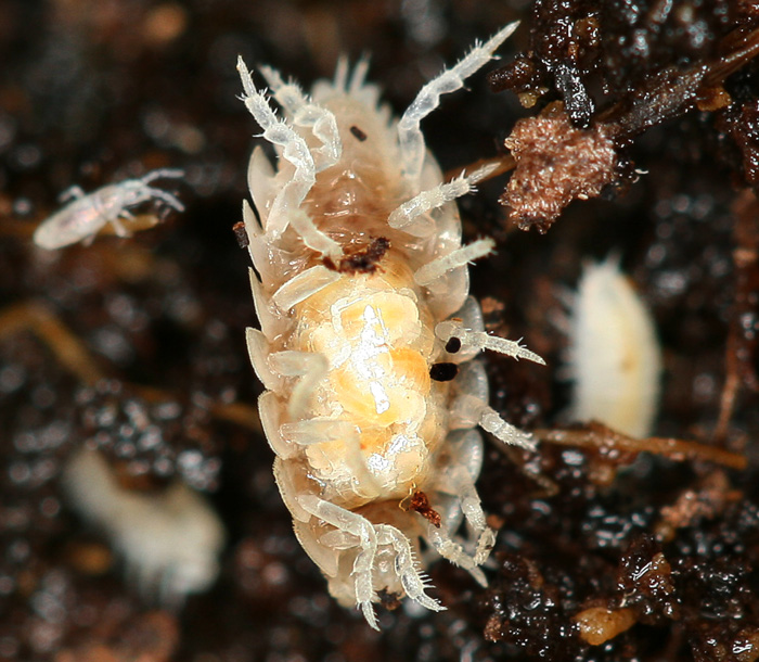 беременная мокрица