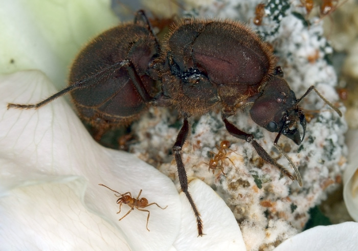 королева на ложе из розовых лепестков