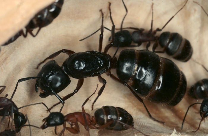 королевская камера