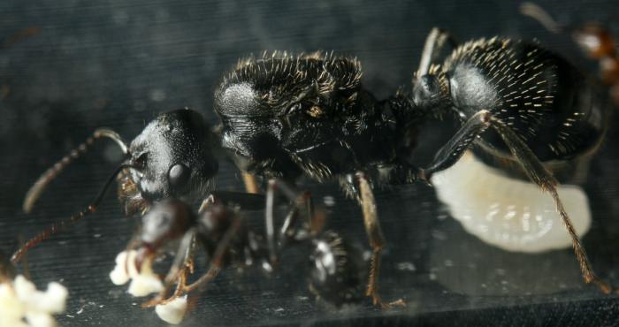 чёрная королева