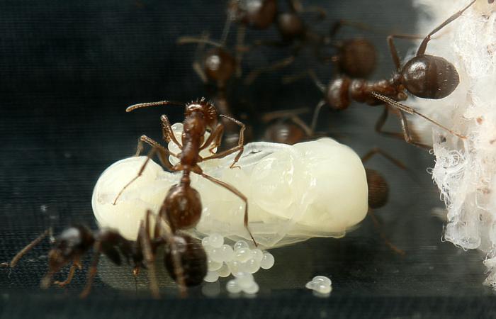 куколка солдата