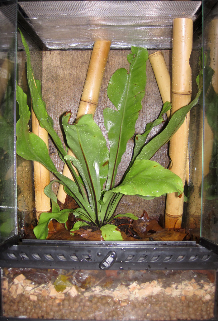 общий вид террариума