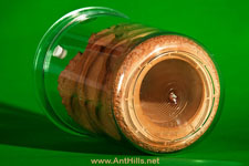 IMG_7488a_small Micro.jpg