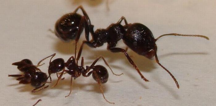 Воин красавец