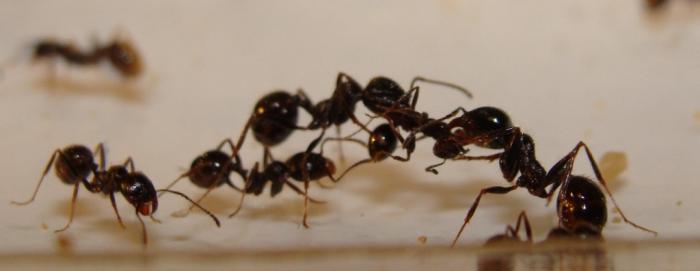 Борьба за тушку