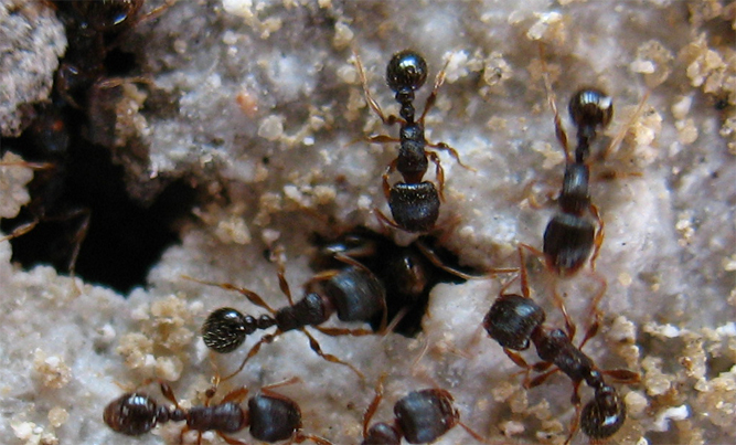 ants