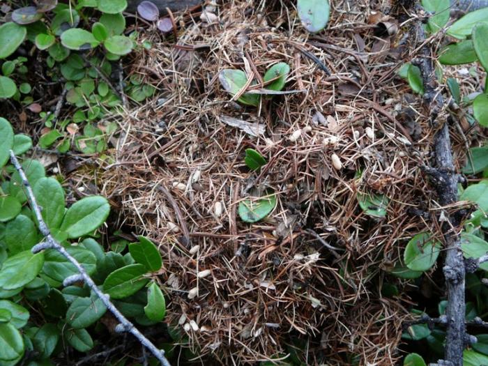 15 СÑÑим коконÑ.jpg