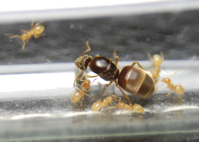 Мамаша флавуса с малышами