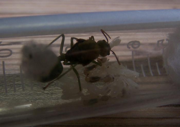 1 oekofilla 0405.jpg