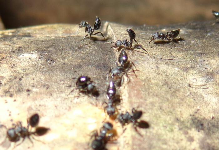 DSC00162 - cremast.jpg