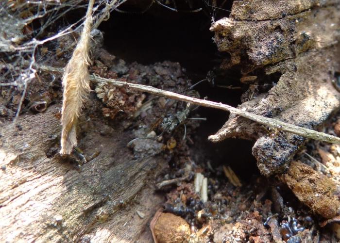 DSC00355 diakamma.jpg