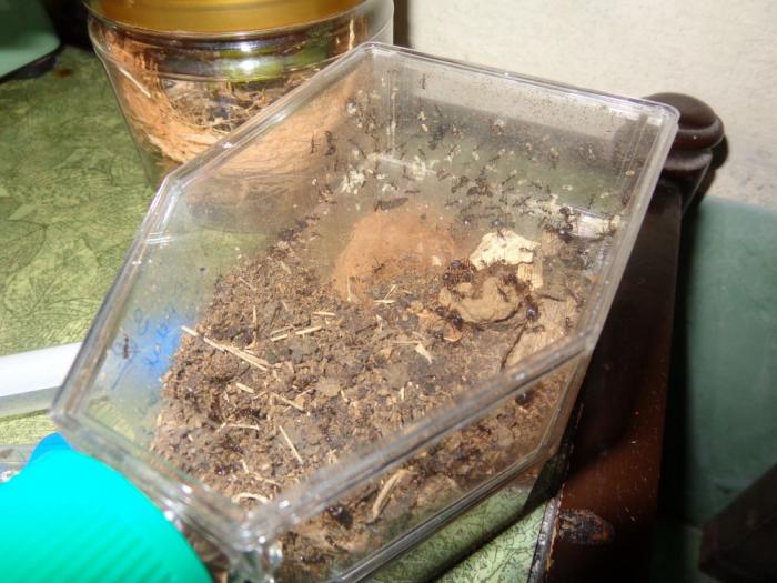 DSC00369 ceratopheid.jpg