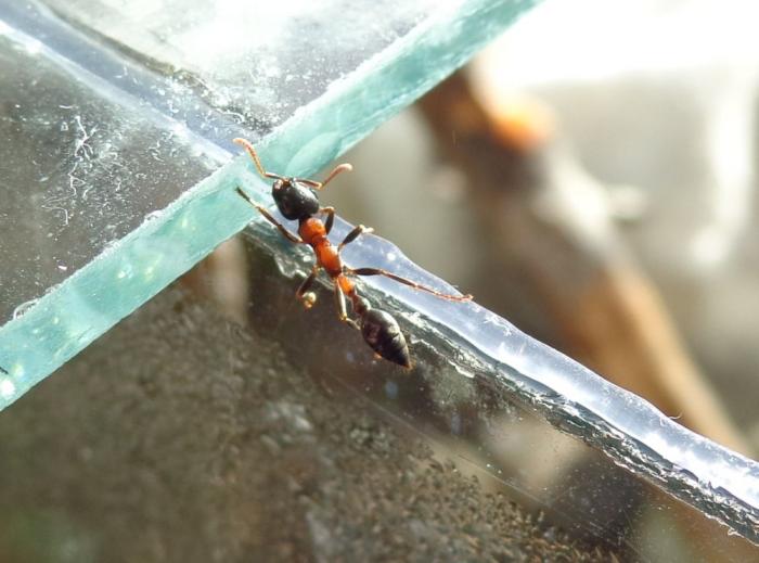 DSC00433 kraj akvariuma.jpg