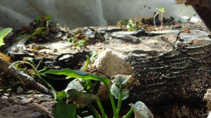 DSC00444 - opilki.jpg