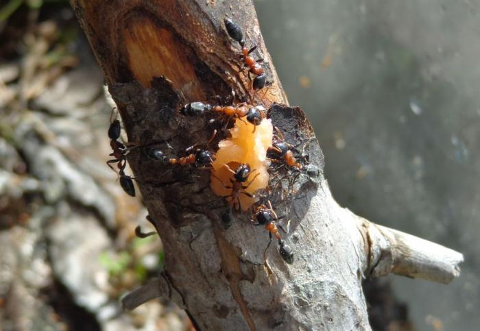 DSC00453 salmon 2.jpg