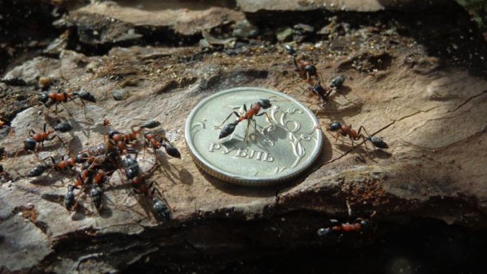 DSC00466 tetrap  coin.jpg