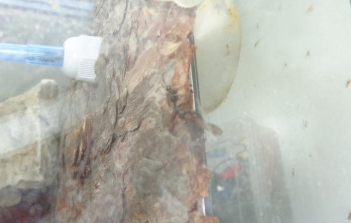 DSC00615 female alate.jpg