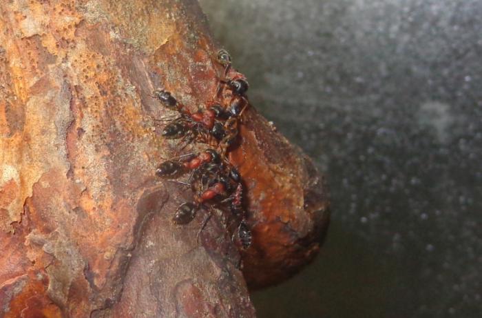 DSC00622 puppae transport.jpg