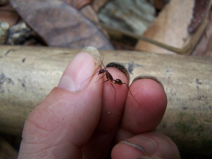 camponotus-long leggs 2.jpg
