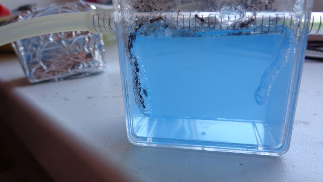 gel umbratus-1 day large.jpg