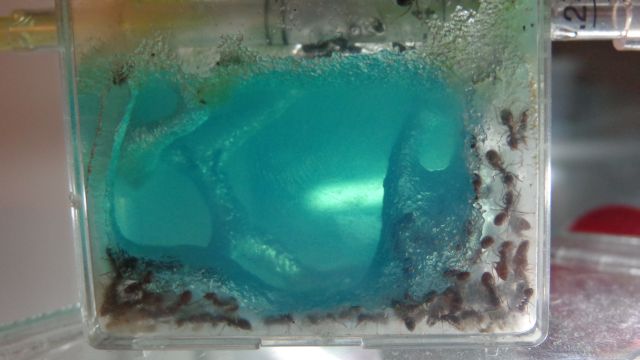 gel umbratus-after winter large.jpg