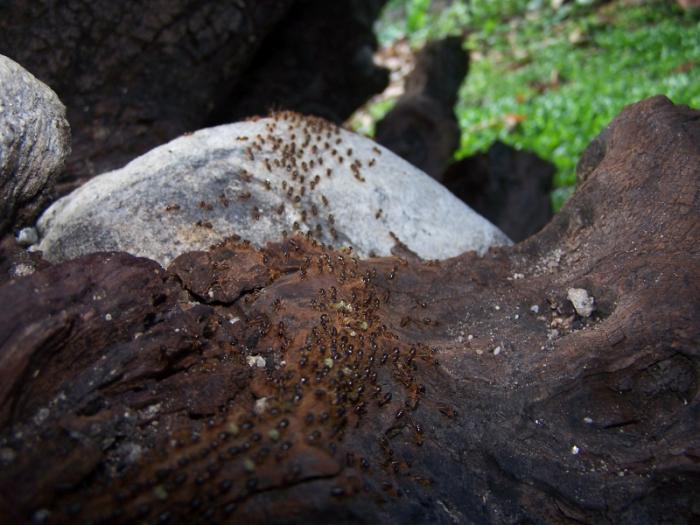 termites - colonne back.jpg