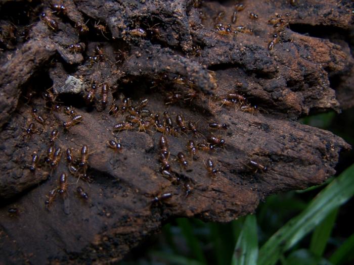 termites - neighbors.jpg