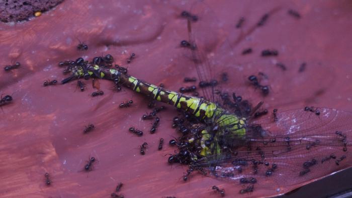 DSC02037_Ð½Ð¾Ð²ÑÐ¹ ÑÐ°Ð·Ð¼ÐµÑ.JPG