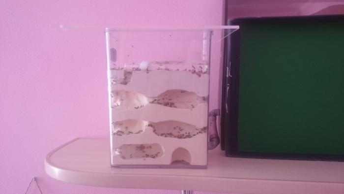 DSC_0373_Ð½Ð¾Ð²ÑÐ¹ ÑÐ°Ð·Ð¼ÐµÑ.JPG