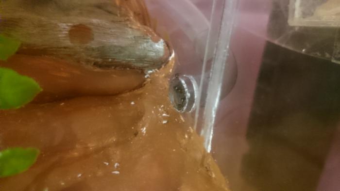 DSC_0411_Ð½Ð¾Ð²ÑÐ¹ ÑÐ°Ð·Ð¼ÐµÑ.JPG