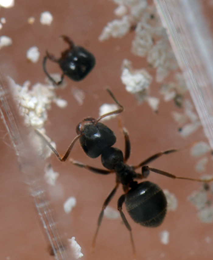 Охотник за головами