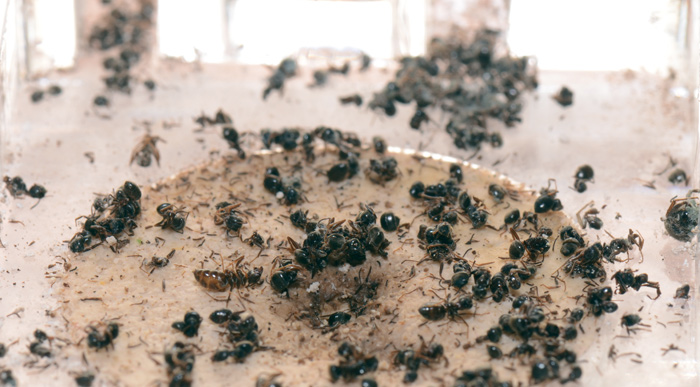 О поле, поле...