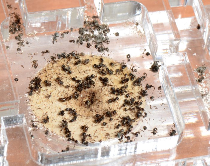 Последний час кровавой битвы