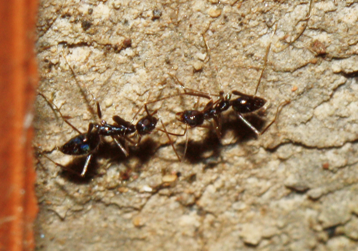 ant 4.jpg