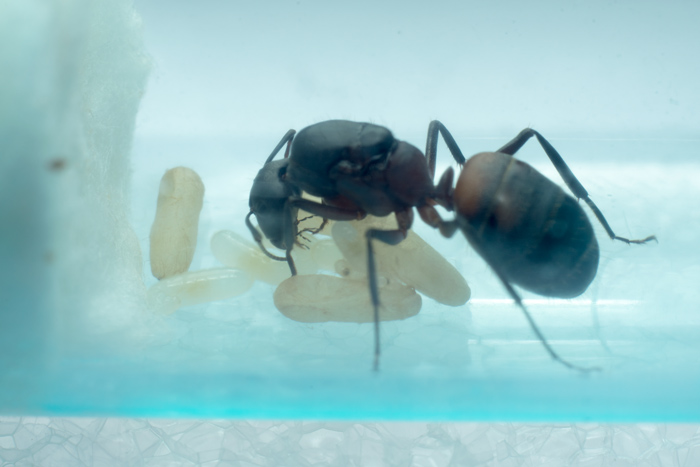 Camponotus cruentatus