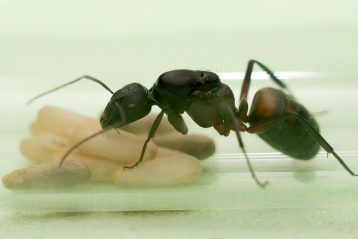 Camponotus cruentatus