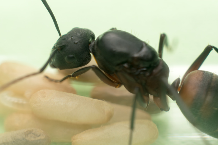 Camponotus cruentatus