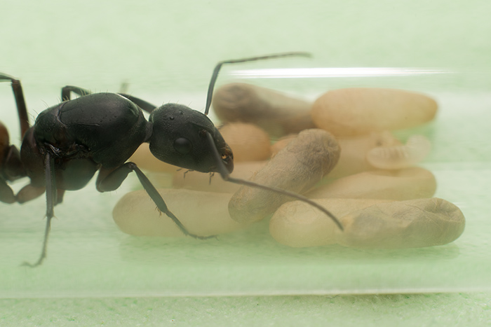 Camponotus cruentatus