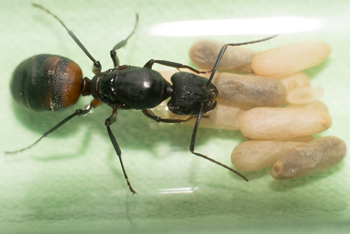 Camponotus cruentatus