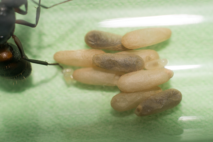 Camponotus cruentatus