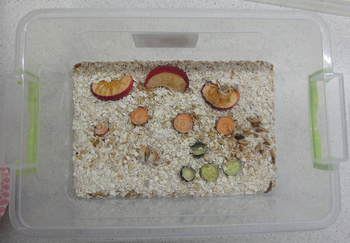 Мучной червь