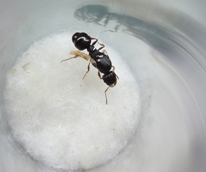 Неполноценная матка