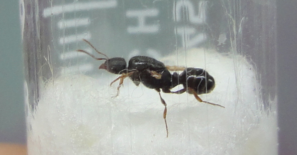 Неполноценная матка