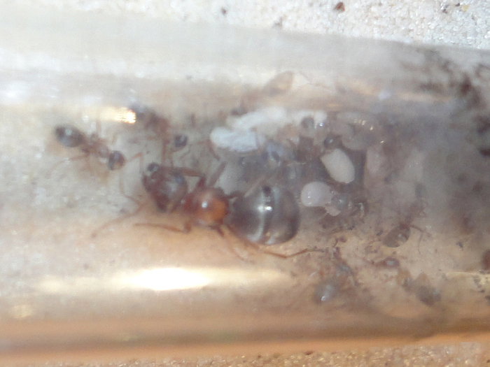 Сервиформика