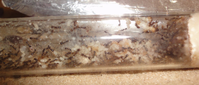 Тетрамориум