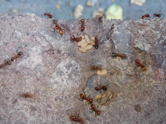 polyergus2.jpg