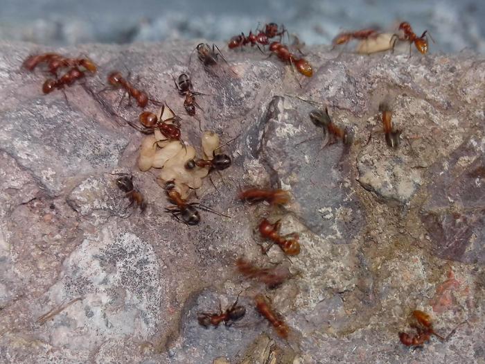 polyergus3.jpg