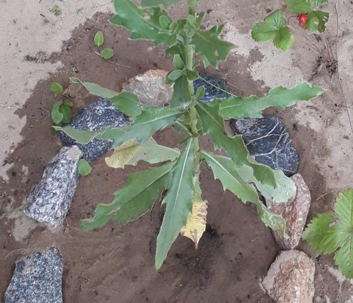 20190623_193923 (2).jpg