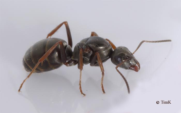 Formica fusca samka.jpg